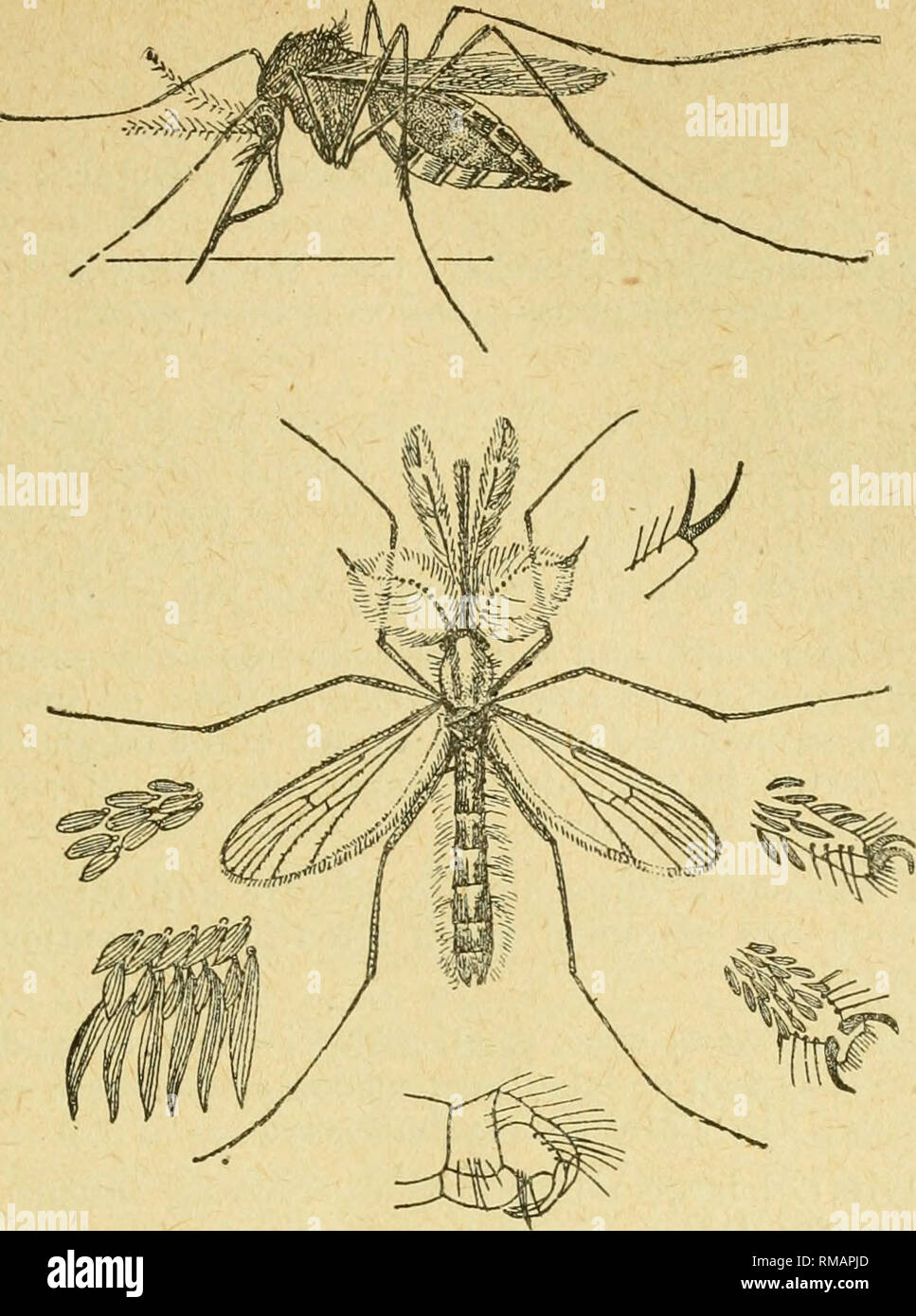 . Annual report. Entomological Society of Ontario; Insect pests; Insects -- Ontario Periodicals. 1905 ENTOMOLOGICAL SOCIETY. 37. Fig. 15. Mosquitoes (Culex puugens) ; female above, male below—different forms of scales. All greatly enlarged (after Howard, U. S. Dept. of Agriculture.) At the close of the lecture which was listened to with marked attention and interest by the large audience, a hearty vote of thanks to Prof. Smith was proposed by Mr. C. C. James, Deputy Minister of Agriculture for Ontario, seconded by the Eev. Dr. Fyles, of Quebec, and enthusiastically adopted by the meeting.. Ple Stock Photo