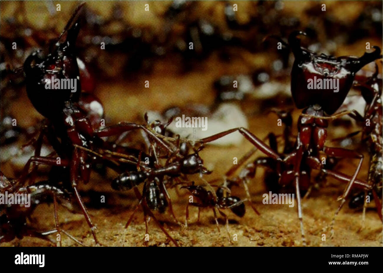 . Annual report. Harvard University. Museum of Comparative Zoology. MCZ NEWS: RESEARCH Altruistic Army Ants Colonies of army ants are usually antagonistic to one another, attacking soldiers from rival colonies in border disputes that keep the colonies separate. But research by postdoctoral fellow Daniel Kronauer demonstrates that colonies can sometimes be cooperative instead of combative. In cases when an army ant colony loses its queen, its workers are absorbed, not killed, by neighboring colonies, and within days are treated as part of the new colony. Army ant colonies are dominated by a sin Stock Photo