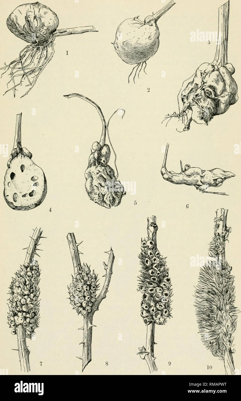 . Annual report. New York State Museum; Science -- New York (State); Plants -- New York (State); Animals -- New York (State). KEY TO AMERICAN INSECT GALLS 141. E.LBeutenmuMer Fig. 145. Diastrophus galls. 1-5. Bassett's blackberry gall, D. bassetti Beutm. 6. Smilax stem gall, D. s m i 1 a c i s Ashm. 7-10. Blackberry seed gall, D. cuscutaeformis O. S. (After Beutm., Am. Mus. Nat. Hist.). Please note that these images are extracted from scanned page images that may have been digitally enhanced for readability - coloration and appearance of these illustrations may not perfectly resemble the origi Stock Photo