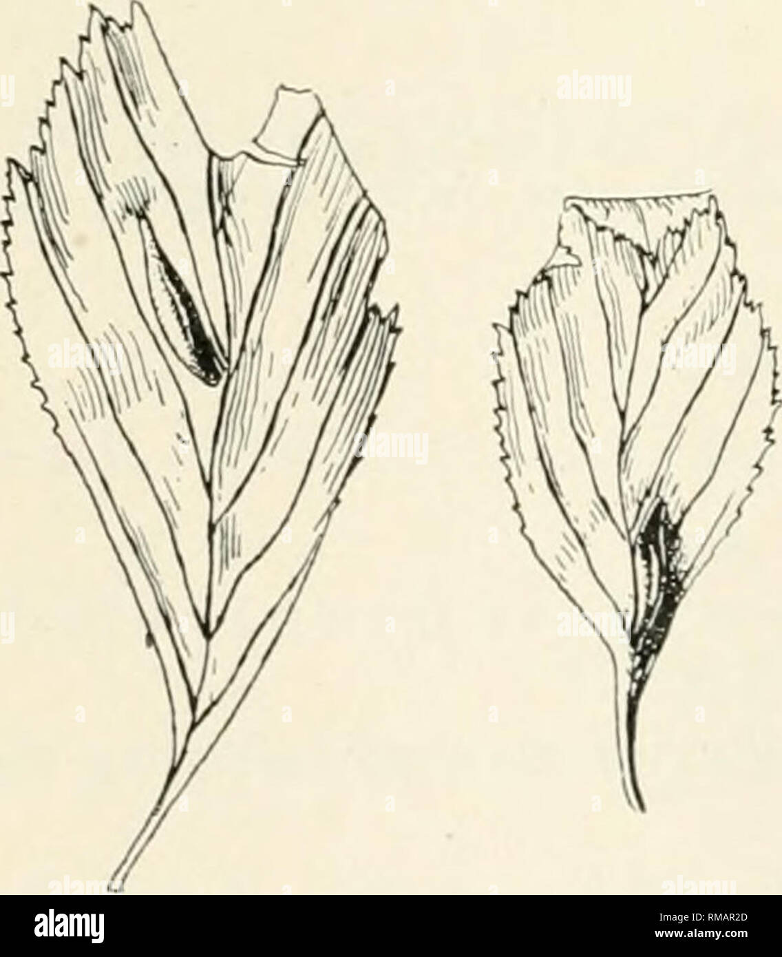 . Annual report. New York State Museum; Science -- New York (State); Plants -- New York (State); Animals -- New York (State). Fig. 137. Cecidomyia sp. on Crataegus, 32727. (Original) Irregular twig swelling, resembling black knot of plum but with bright red spores, length 1-2 cm, on C. o x y c a n t h a. Fungus. Cedar rust, Gymnosporangium globosum. Please note that these images are extracted from scanned page images that may have been digitally enhanced for readability - coloration and appearance of these illustrations may not perfectly resemble the original work.. New York State Museum; Univ Stock Photo