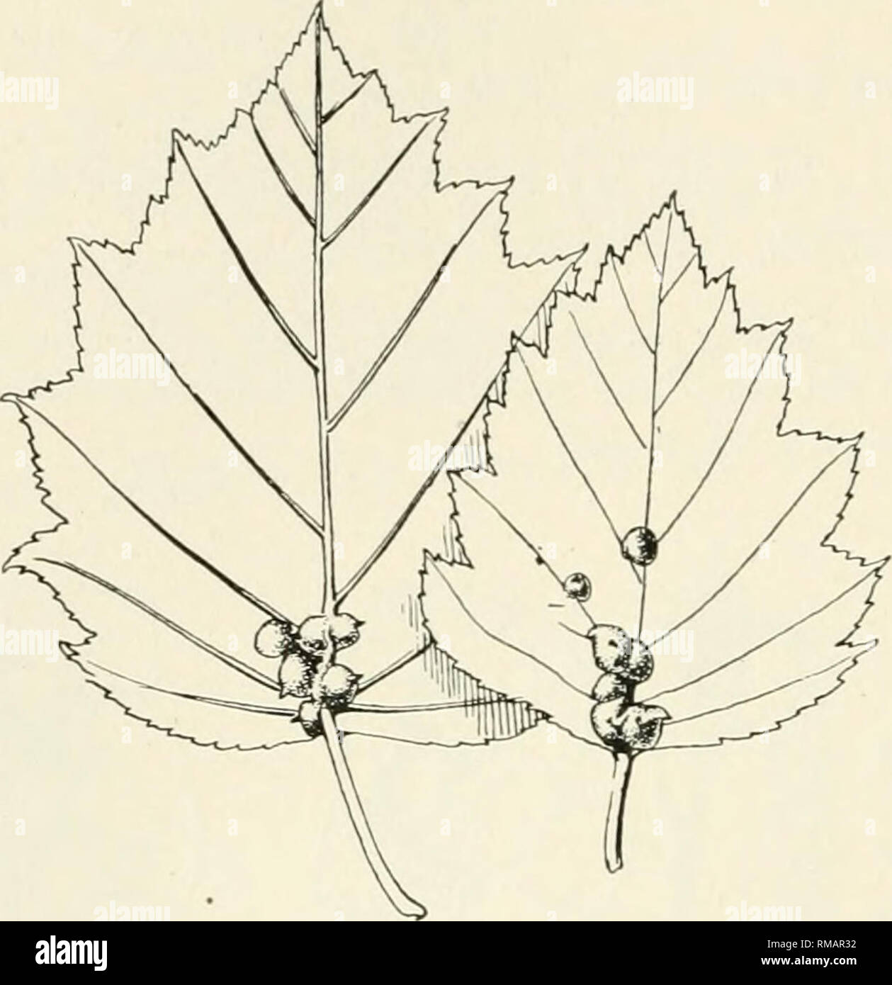 . Annual report. New York State Museum; Science -- New York (State); Plants -- New York (State); Animals -- New York (State). 136 NEW YORK STATE MUSEUM Irregularly oval, frequently fissured twig gall, length 3 to 4 cm, diameter 2.5 cm. Felt and Joutel '04, p. 62 Coleop. Thorn limb borer, Saperda fayi Bland.. Fig. 137. Cecidomyia sp. on Crataegus, 32727. (Original) Irregular twig swelling, resembling black knot of plum but with bright red spores, length 1-2 cm, on C. o x y c a n t h a. Fungus. Cedar rust, Gymnosporangium globosum. Please note that these images are extracted from scanned page im Stock Photo