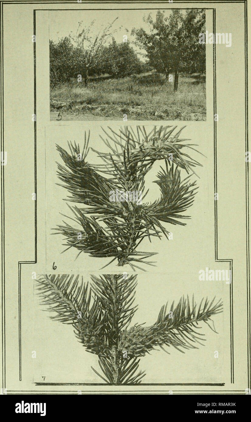 . Annual report. Entomological Society of Ontario; Insect pests; Insects -- Ontario Periodicals. Plate B.—5. Sweet Cherry tree on the left almost completely defoliated by the Slug; tree on the right only slightly injured. 6. Galls on White Spruce caused by Chermes similis. 7. Galls on Norway Spruce caused by Chermes abietis. (See pages 24 and 26.) [8]. Please note that these images are extracted from scanned page images that may have been digitally enhanced for readability - coloration and appearance of these illustrations may not perfectly resemble the original work.. Entomological Society of Stock Photo