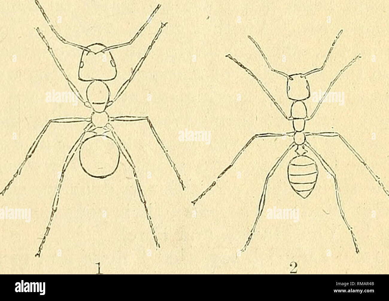 . Annual report. Entomological Society of Ontario; Insect pests; Insects. Fig. 17. Fig. 18. Camponotus inflatus, (Lub- bock, j Honey Ant of Australia (magnified twice). 1. Formica sanguinea, worker. 2. Polyergus rufct cens, worker. Both slave-making species, Europe. (From Lubbock.) observer who discovered the existence of'slavery among ants. There are several species which have the habit, some in a stronger degree than others; and it is singular that the institution has had a most degrading effect on those which seem most addicted to it. Formica sanguinea, (see Fig. 18,) found in the southern  Stock Photo