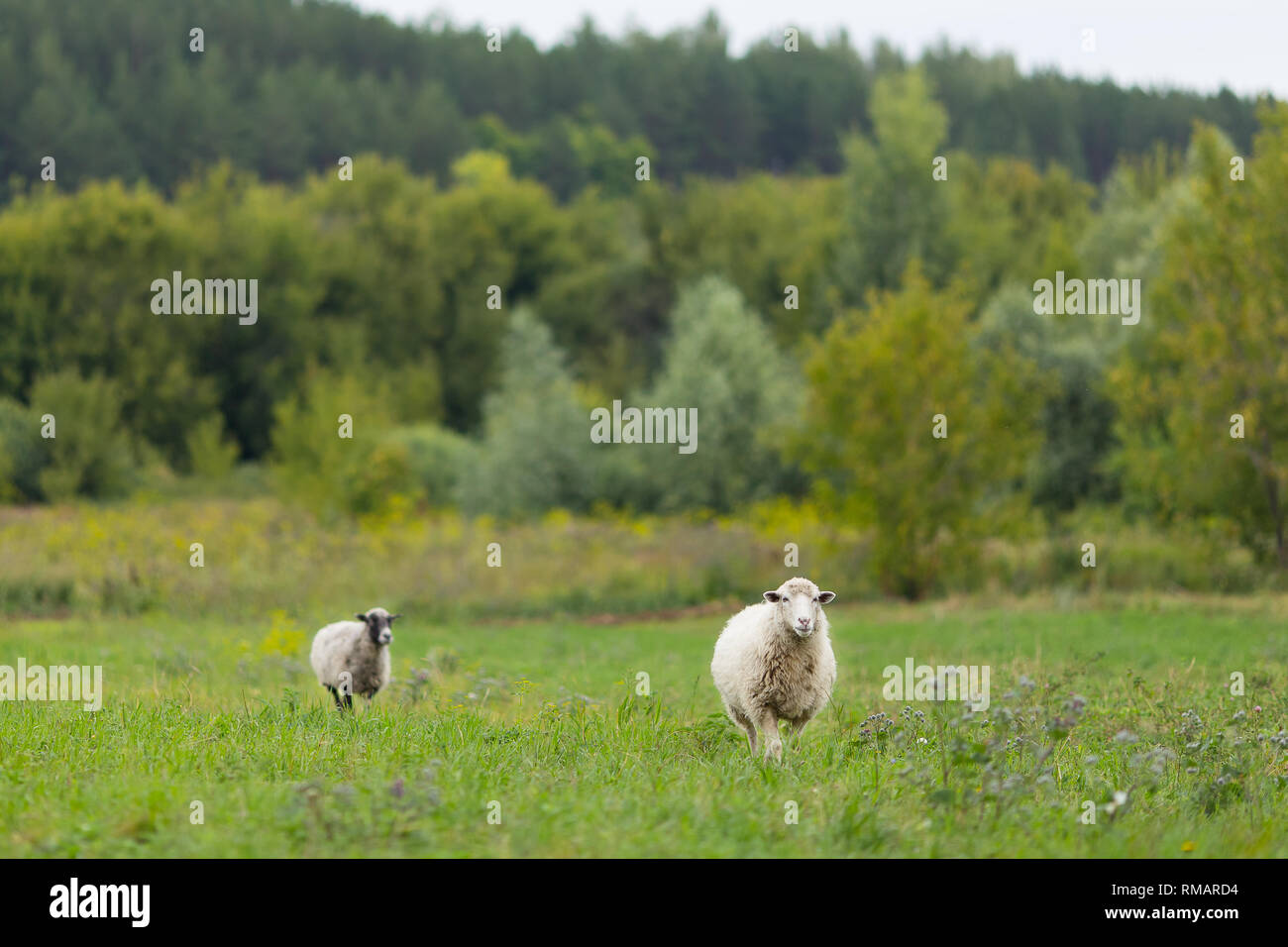 Sheep in the sunny field eating grass and one watching Stock Photo - Alamy