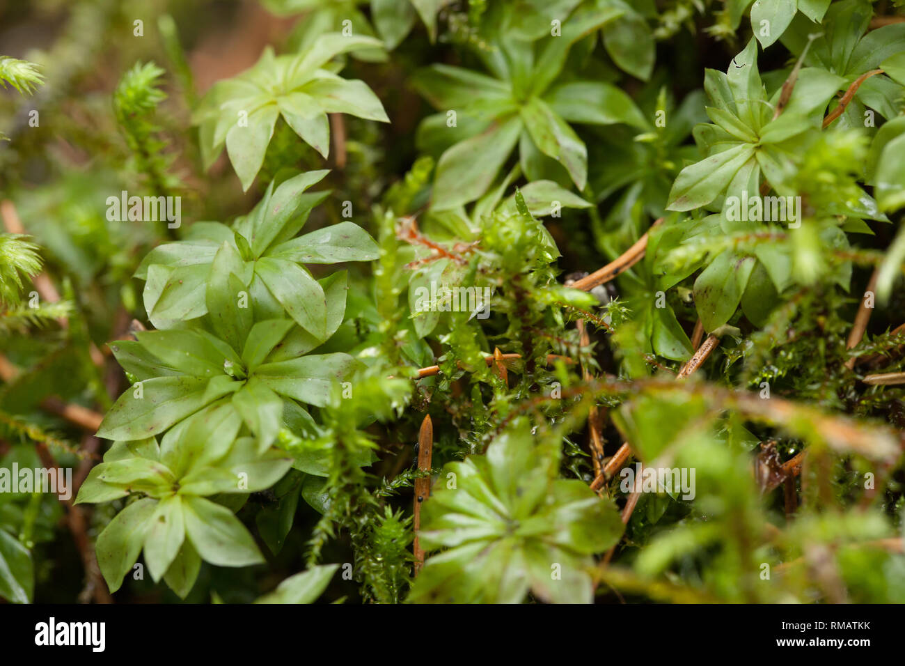Rose moss Stock Photo