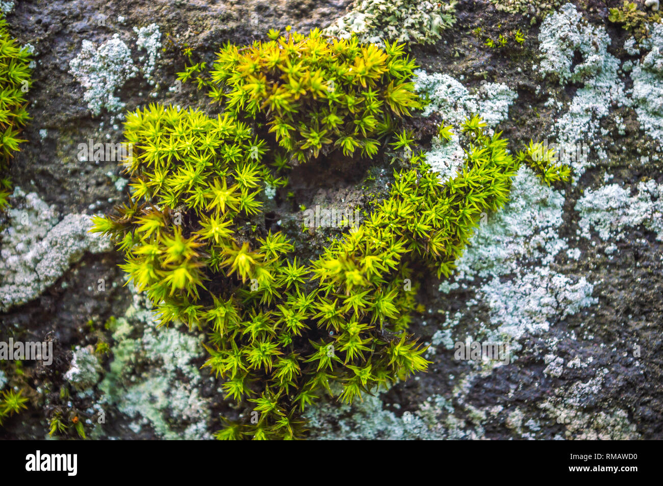 Dark green coloured moss growing on limestone rocks. Lichens growing on a rough rocky surface Stock Photo