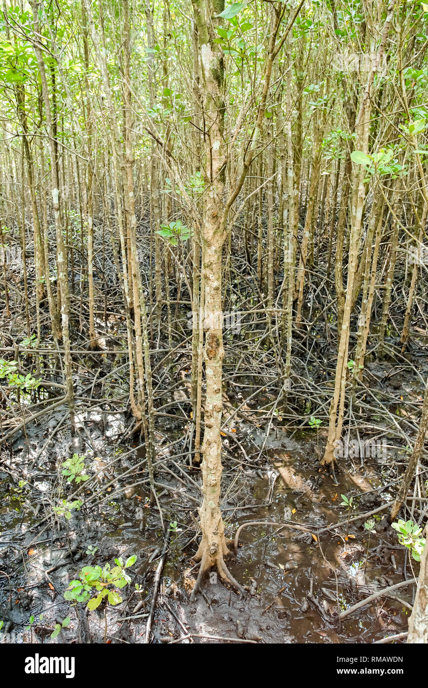 Environment conservation Mangrove forest in Trad province, Thailand. Stock Photo