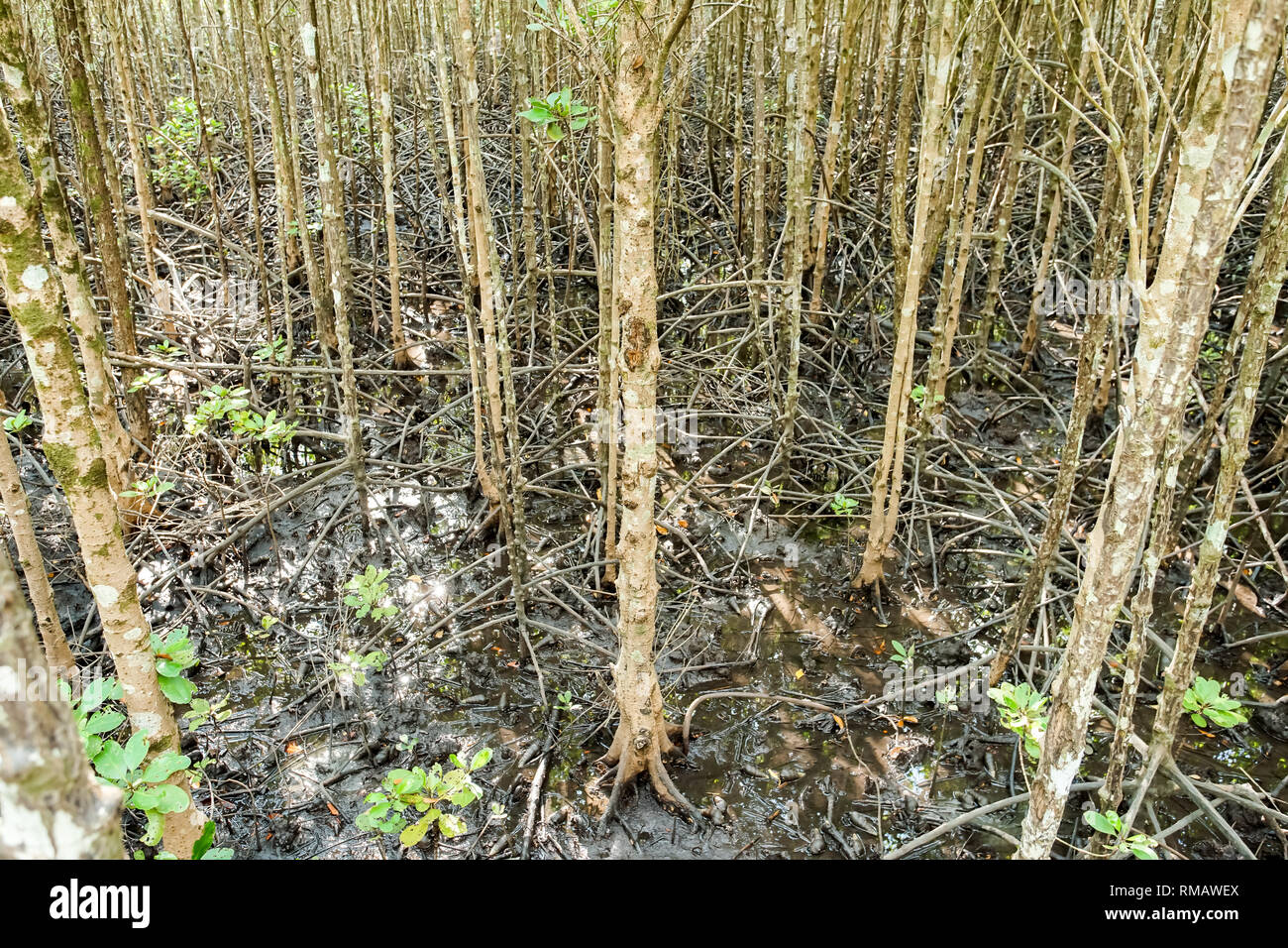 Environment conservation Mangrove forest in Trad province, Thailand. Stock Photo