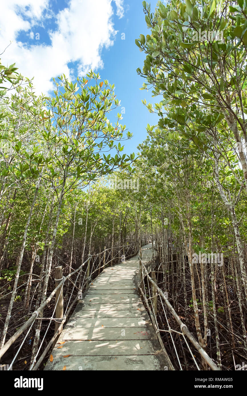 Environment conservation Mangrove forest in Trad province, Thailand. Stock Photo