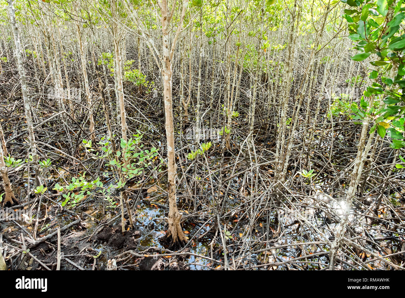 Environment conservation Mangrove forest in Trad province, Thailand. Stock Photo