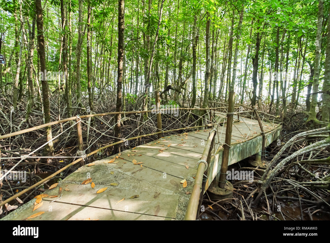 Environment conservation Mangrove forest in Trad province, Thailand. Stock Photo