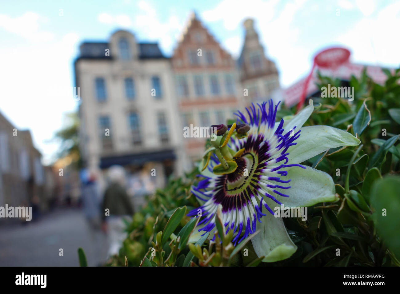 Beautiful Flower in Gante Belgium Stock Photo