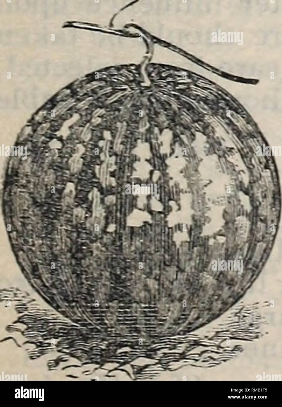 . Annual illustrated catalogue of seeds. Vegetables Seeds Catalogs; Flowers Seeds Catalogs; Gardening Equipment and supplies Catalogs; Commercial catalogs Ohio Cleveland. BLACK SPANISH. Mammoth Iron Clad.—A monstrous striped oblong melon, having a rind of such remarkable strength and impenetrability as to render it perfectly &quot;Iron Clad,&quot; hence the best shipper produced to date. Flesh red, sweet, tender, crisp and juicy. Heart very large. The keeping qualities of this melon are remarkable. Whether plucked or left upon the vines, they remain perfectly fresh fully one month after ripeni Stock Photo