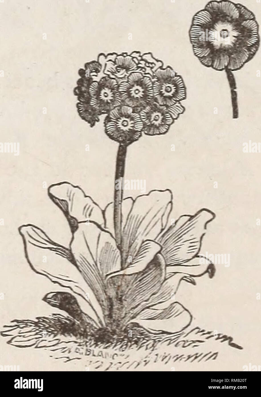 . Annual descriptive catalogue of seeds, &amp; c : February 1st, 1886. Nursery stock Massachusetts Catalogs; Seeds Catalogs; Flowers Seeds Catalogs; Vegetables Seeds Catalogs; Gardening Catalogs. A showy border plant with red and white flowers. Grows very readily from seed ; height about eighteen inches. Coronaria, red, — alba, white, ALLIUM. This is a showy class of bulbous-rooted plants, quite hardy and easily raised from seed. Pkt. Azureum, very shoy heads of azure-blue flowers, .10 Neapolitanum, pure white, very fine, . . .10 ARABIS. An early Spring-flowering plant, indispen- sable for r Stock Photo