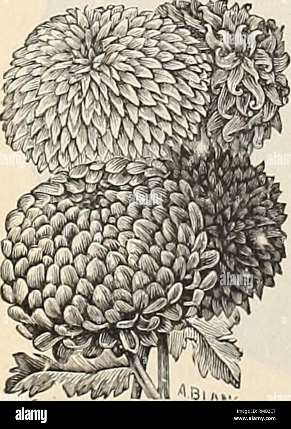 . Annual illustrated and descriptive catalogue of new, rare and beautiful plants and seeds. Nurseries (Horticulture) Florida Catalogs; Plants, Ornamental Catalogs; Flowers Catalogs; Tropical plants Catalogs; Fruit trees Seedlings Catalogs. ONE OF THE NEWER ABUTILONS. ARISTOLOCHIA CYMBIFEEA. The great boat-flowered Aristolochia. We have this season procured seeds of this splendid greenhouse climber, a description of which will be found in the Plant Department. 20 cts. per pkt. ABUTILON. These well-known plants are always popular, both for the conservatory and window garden. They grow rapidly fr Stock Photo