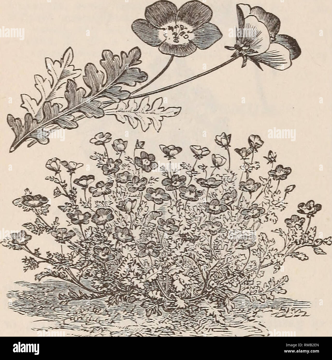 Nemesia Pot High Resolution Stock Photography And Images Alamy