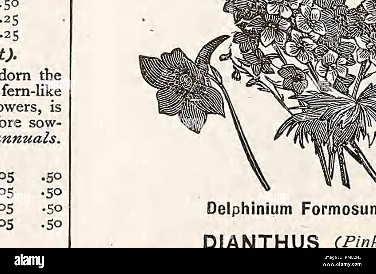 . Annual illustrated, descriptive catalogue of seeds, plants, vines, small fruits. Nurseries (Horticulture); Nursery stock; Vegetables; Seeds; Flowers; Shrubs; Ornamental trees; Fruit trees; Gardening; Equipment and supplies; Parker &amp; Wood (Firm). Dinathus Chinensis. DIDISCUS. A pretty plant, from Australia. Half-hardy annual, xfoot. 179. Didiscus eoerulus, blue .05 100 DIGITALIS. (See Foxglove, No. 193.) DOLICHOS (Hyacinth Bean). Very curious climbers and quick growers. In flower July and August. Tender annuals. 10 feet, 480. Dolichos, mixed °S ECHEVERIA. Very popular plants for bedding o Stock Photo