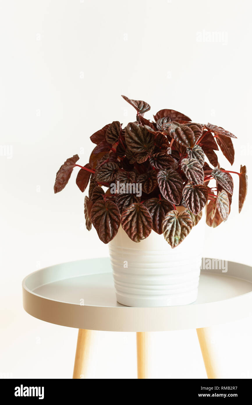 houseplant peperomia caperata in white flowerpot Stock Photo
