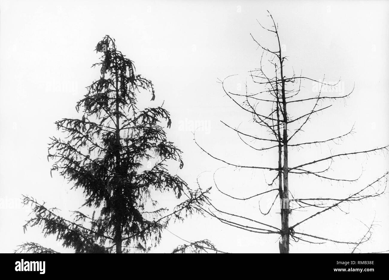 Dying Tree In Herrsching The Spruce On The Left Clearly Shows Signs Of The So Called Tinsel Syndrome Due To Its Hanging Branches The Tree On The Right Is Already Dead Stock Photo