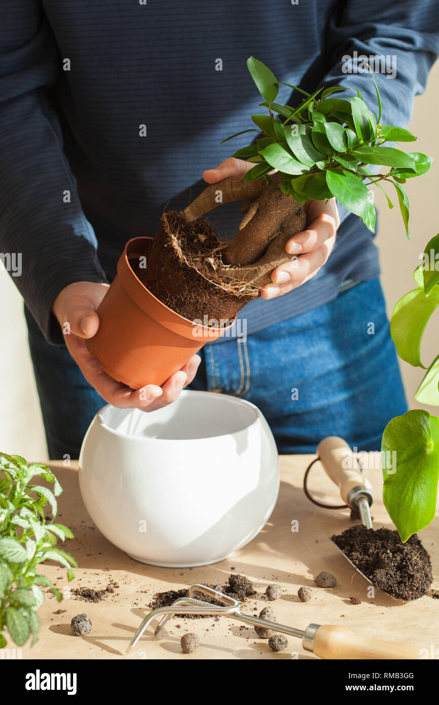 gardening, planting at home. man relocating ficus houseplant Stock Photo