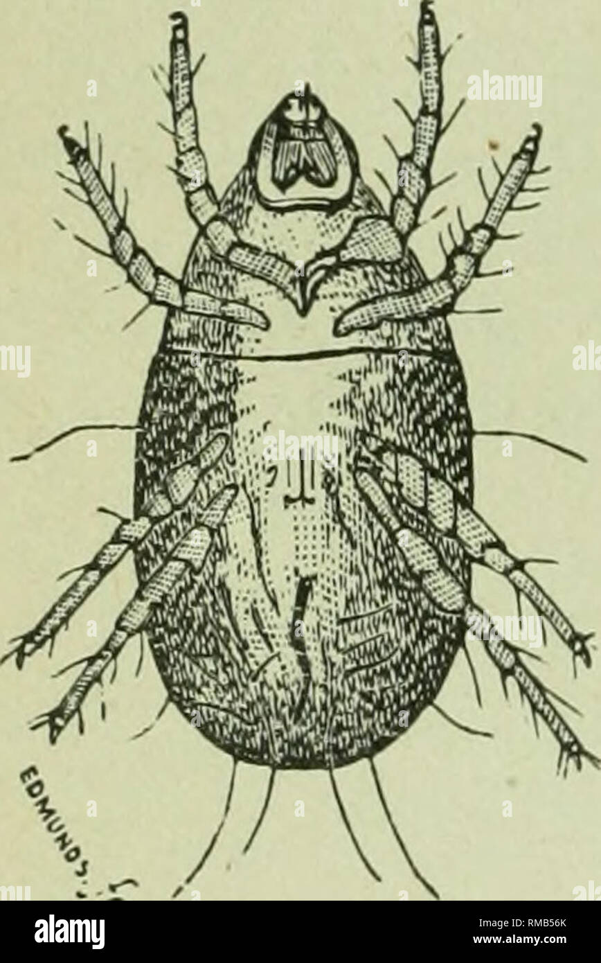 Tyroglyphus siro hires stock photography and images Alamy