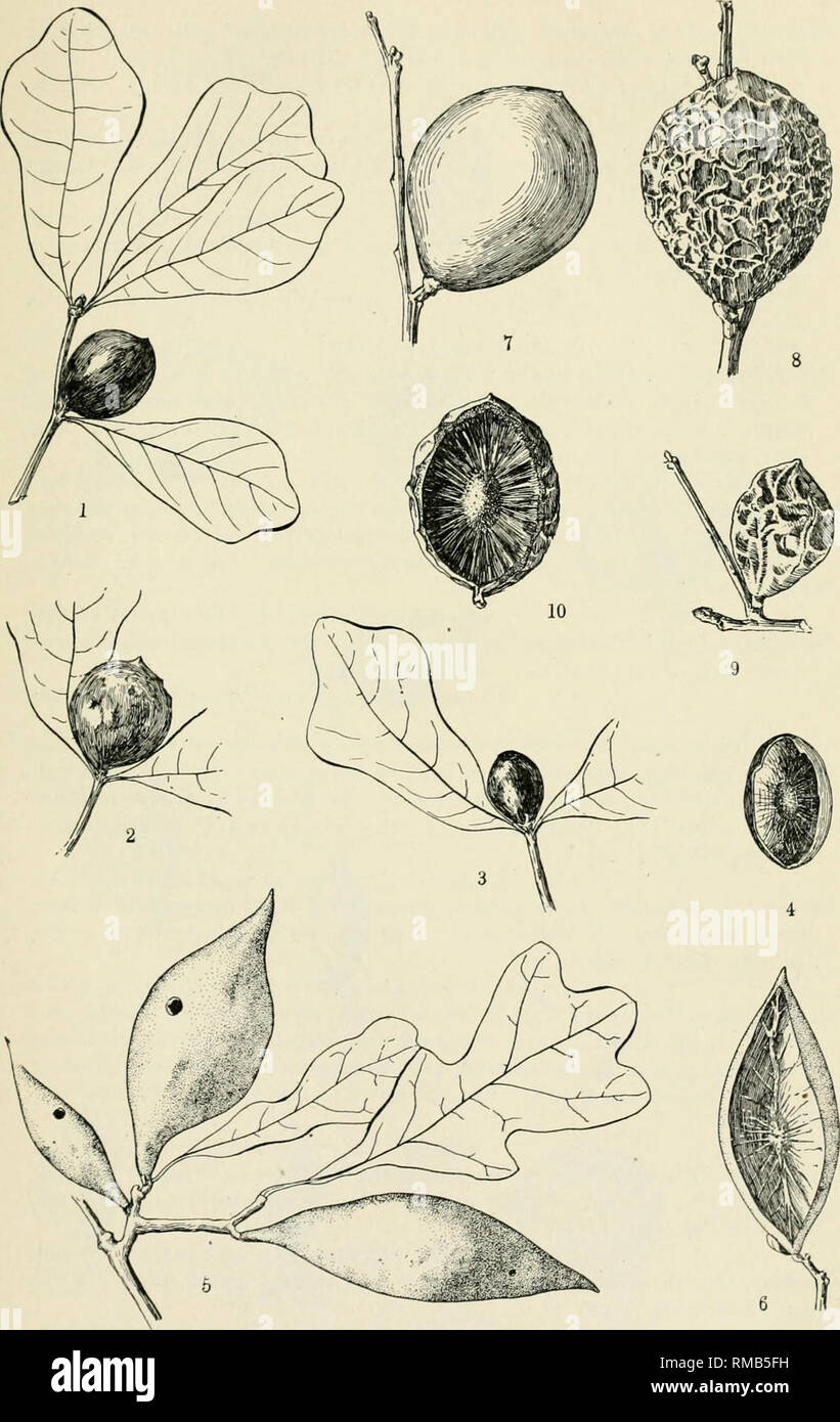 . Annual report. New York State Museum; Science -- New York (State); Plants -- New York (State); Animals -- New York (State). KEY TO AMERICAN INSECT GALLS 99. ELBeu+e n m u 11 ei- Fig. 93. Oak apples. 1-4. Amphibolips melanocera Ashm. 5, 6. Scrub oak gall, A- ilicifoliae Bass. 7-10. A. c i n e r e a Ashm. (After Beutm., Am. Mus. Nat. Hist.). Please note that these images are extracted from scanned page images that may have been digitally enhanced for readability - coloration and appearance of these illustrations may not perfectly resemble the original work.. New York State Museum; University o Stock Photo