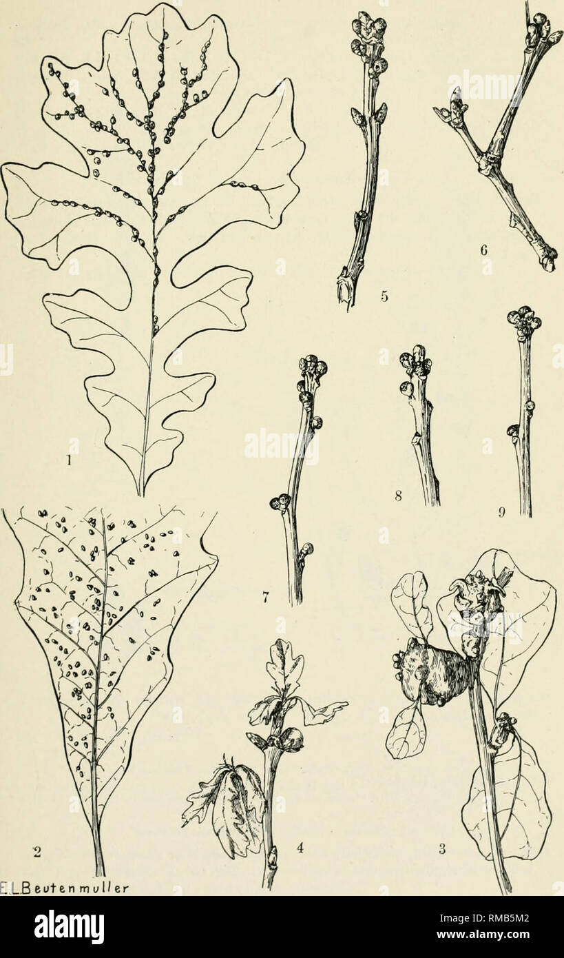 . Annual report. New York State Museum; Science -- New York (State); Plants -- New York (State); Animals -- New York (State). KEY TO AMERICAN INSECT GALLS 83. E.LB eotenmul'er Fig. 81. Xeuroterus galls. I. N. niger Gill. 2. Gall of oak blister wasp, N. papillosus Beutm. 3. Gall of N'. c o n s i m i 1 i s Bass. 4-9- Soft oak bud gall, N. vesiculus Bass. 4After Beutm., Am. Mus. Nat. Hist.). Please note that these images are extracted from scanned page images that may have been digitally enhanced for readability - coloration and appearance of these illustrations may not perfectly resemble the ori Stock Photo