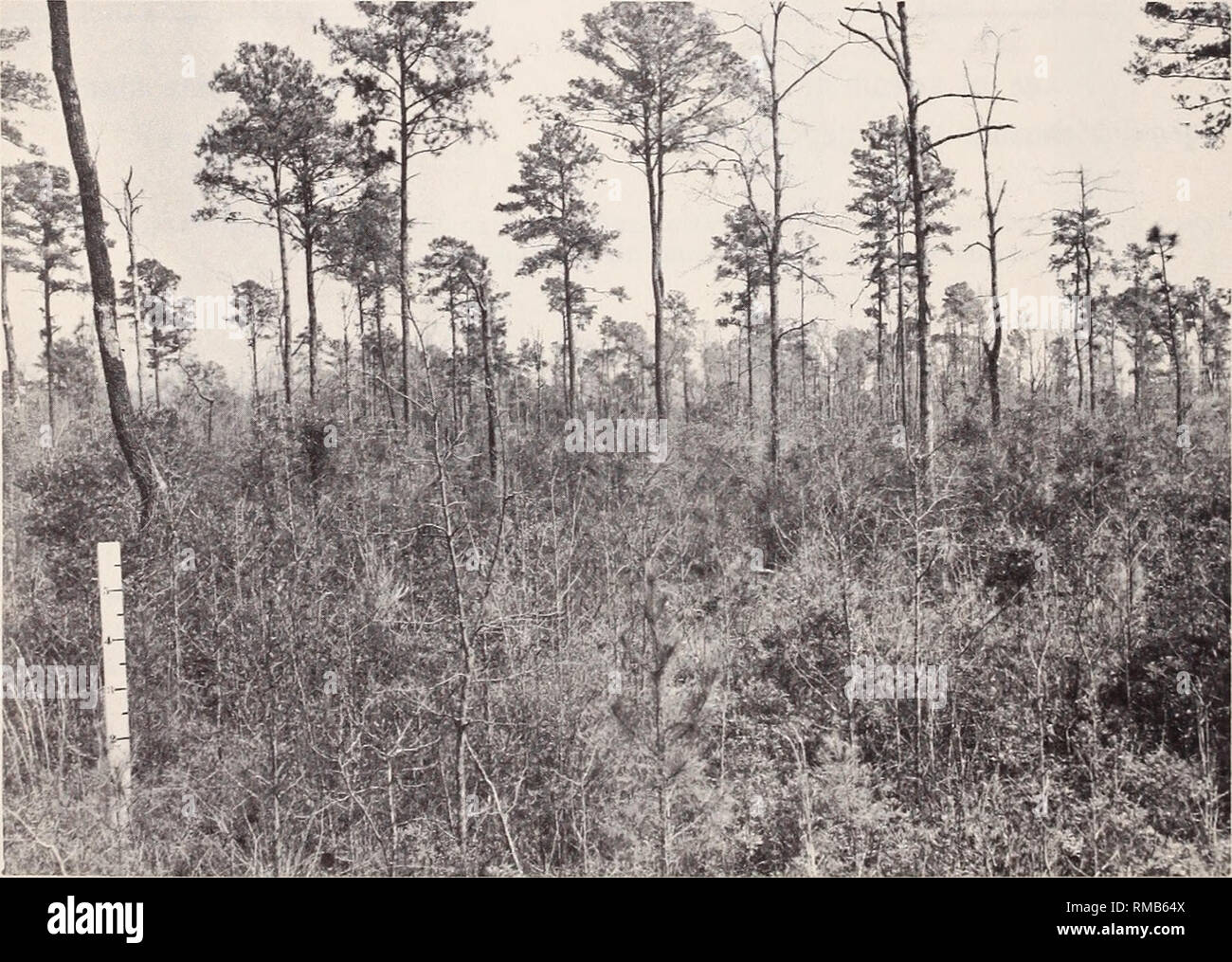 Annual report, 1954. Forests and forestry Southern States Periodicals;  Forests and forestry Research Southern States Periodicals. Figure  3.--Mature stand of loblolly pine-hardwoods on the Francis Marion National  Forest in Coastal Plain