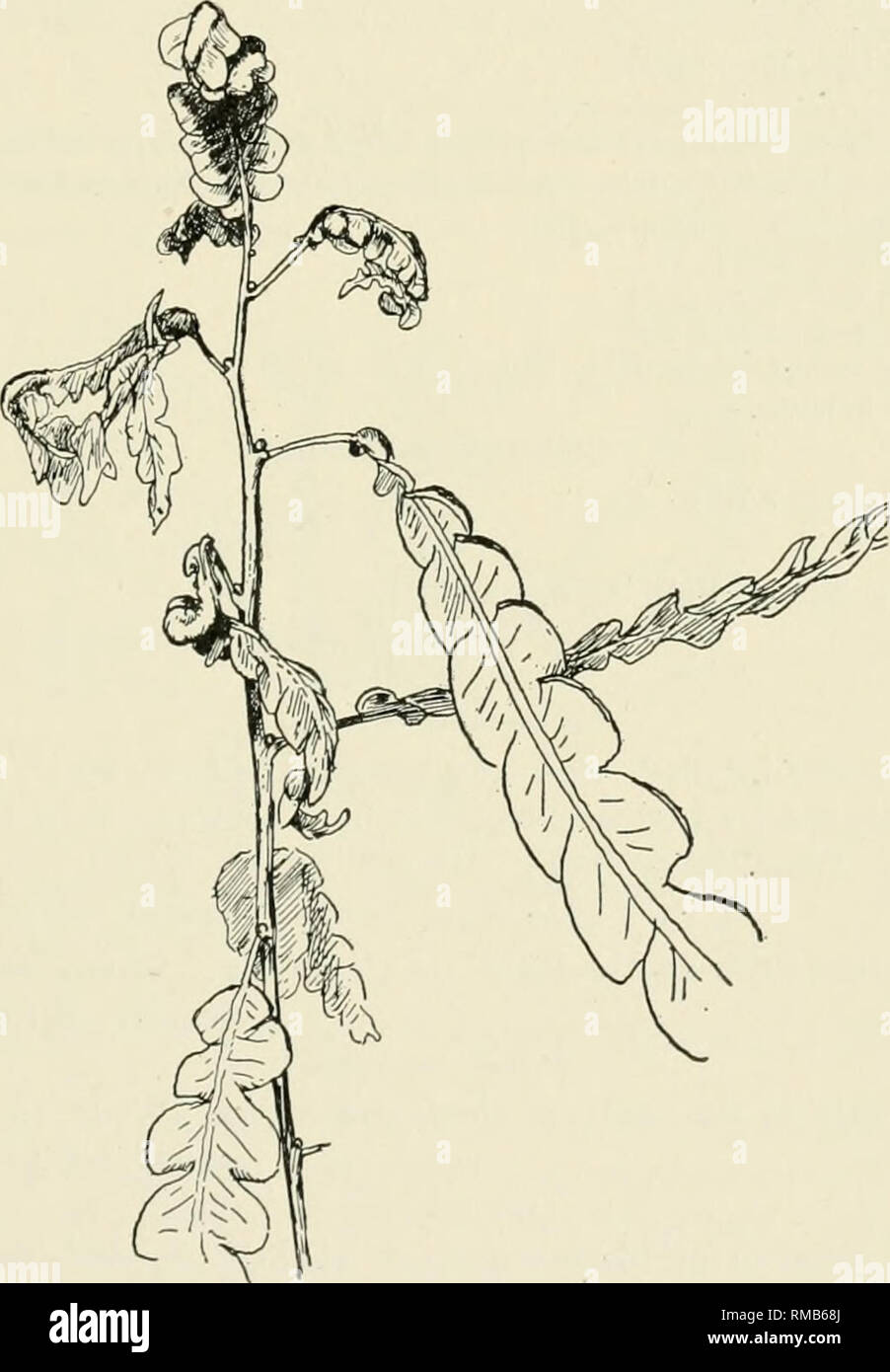 . Annual report. New York State Museum; Science -- New York (State); Plants -- New York (State); Animals -- New York (State). KKV TO AMERICAN INSECT GALLS 4« Myrica carolinensis (bayberry) Bayberry leaves badly dwarfed and deformed. PL 15, fig. 6. Thompson '16, p. 80 Acarid. Eriophyes sp. Juglandaceae (walnut family) Juglans cinerea (butternut) Folded, appressed, crinkled leaves Itonid. C e c i d o m y i a sp.. Fig. 45. Sweet fern midge, Janetiella aspleni- folia Felt. Deformed leaves. (Author's illustration) A brown, velvety erineum surrounding the leaf stalks or on the main veins, causing a  Stock Photo
