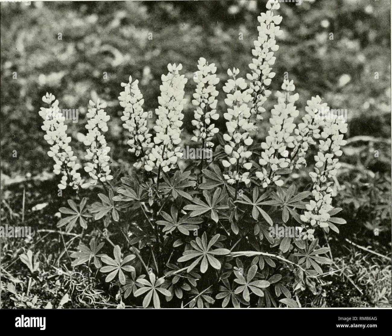 . Annual report. New York State Museum; Science -- New York (State); Plants -- New York (State); Animals -- New York (State). WILD FLOWERS OF NEW YORK 143 long, on pedicels one-fourth to one-half of an inch long; calyx two-lipped; standard (upper petal) orbicular with refiexed margins, wings (two lateral petals) obovate; stamens monadelphous, with two forms of anthers. Fruit a linear-oblong, very hairy pod, i^ to 2 inches long and about one- fourth of an inch wide, with three to six seeds; the two valves of the pod coiling when it dehisces. In dry, sandy soil, Maine and Ontario to Minnesota, F Stock Photo