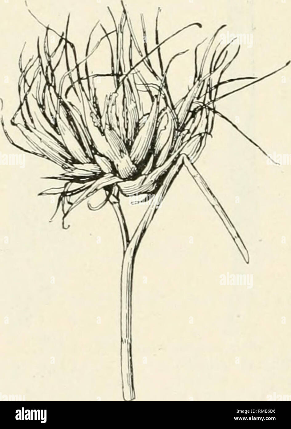 . Annual report. New York State Museum; Science -- New York (State); Plants -- New York (State); Animals -- New York (State). 24 NEW YORK STATE MUSEUM Aristida (triple-awned grass) Fasciated, reduced leaves, fruit aborted (Bethel in litt.) Banks, '05, p. 140. Fig. 19. Acarid. Siteroptes carnea Bks. Muhlenbergia Fusiform stem enlargement. Fig. 20. Marten '93, p. 155 Itonid. Asteromyia agrostis O. S. Fusiform stem enlargement, apparently an aborted Asteromyia agros- tis gall. Dipt. Chlorops ingrata Will. Orange-colored larvae at the base of the leaf sheath and associated with localized, dead are Stock Photo