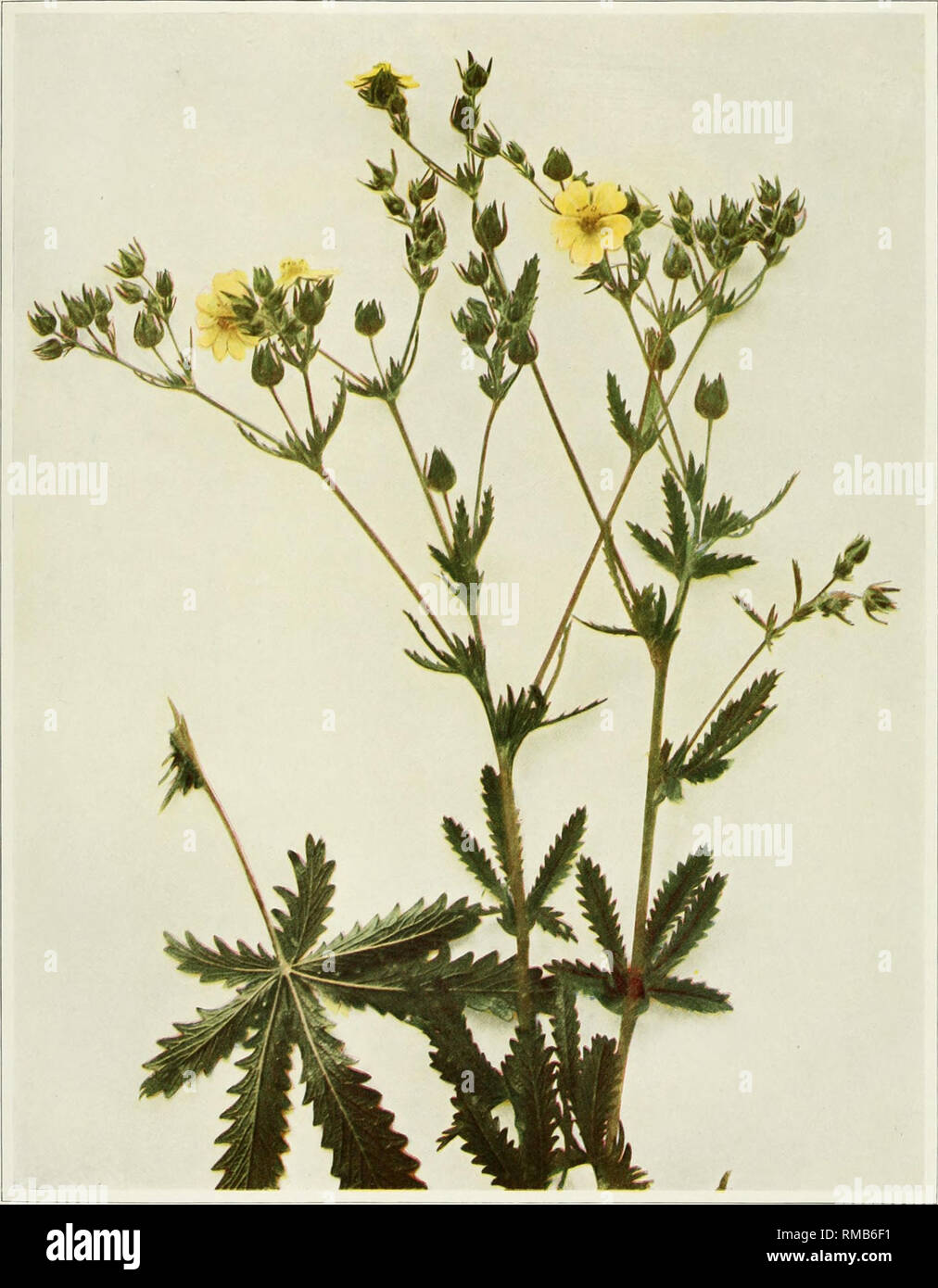 . Annual report. New York State Museum; Science -- New York (State); Plants -- New York (State); Animals -- New York (State). WILD FLOWERS OF NEW YORK Memoir 15 N. Y. State Museum Plate 95. ROUGH-FRUITED CINQUEFOIL Potentilla recta. Please note that these images are extracted from scanned page images that may have been digitally enhanced for readability - coloration and appearance of these illustrations may not perfectly resemble the original work.. New York State Museum; University of the State of New York. Albany, N. Y. : University of the State of New York Stock Photo