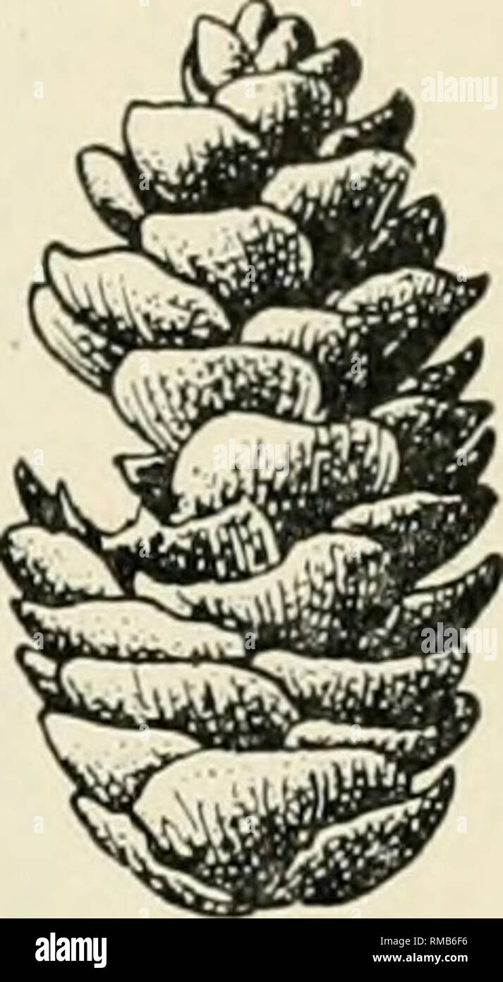 . Annual report. New York State Museum; Science -- New York (State); Plants -- New York (State); Animals -- New York (State). Fig. 9. Spruce cone gall, Chermes abietis Linn. Normal type of gall. (Author's illustration) Fig. 10. Fir seed midge, D a s y - neura cana- densis Felt. Infested cone. (Origina'') Taxodium (bald cypress) Irregularly globose, thick-walled, somewhat spong^^ modified seeds in cones diameter 5 to 7 mm. Fig. 12. Felt 'i6g, p. 415 Itonid. Cypress seed midge,  R etinodiplosis taxodii Felt. Please note that these images are extracted from scanned page images that may have been  Stock Photo