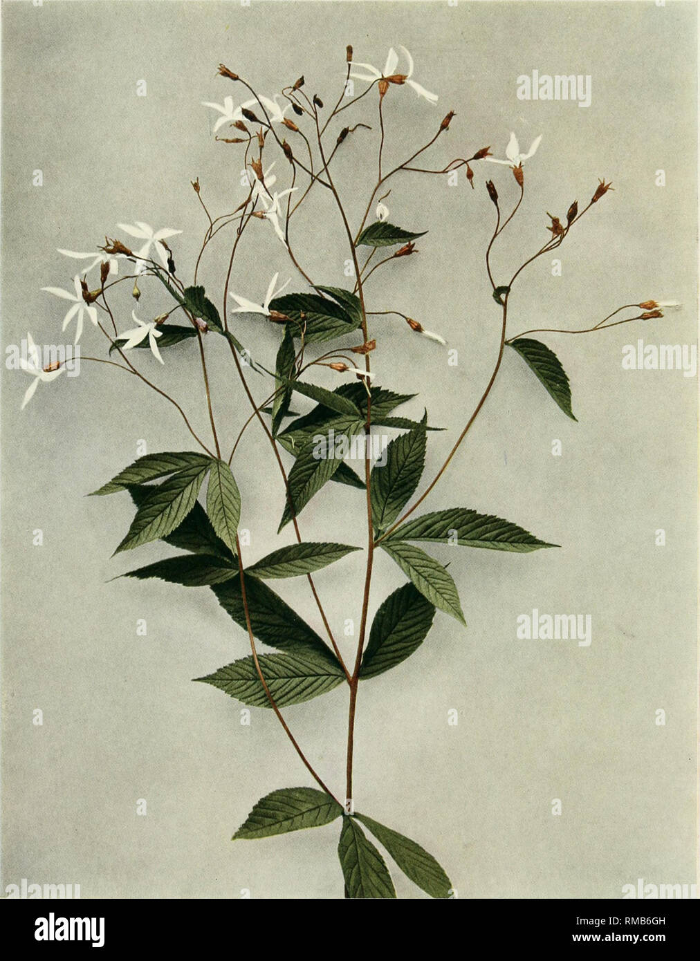. Annual report. New York State Museum; Science -- New York (State); Plants -- New York (State); Animals -- New York (State). WILD FLOWERS OF NEW YORK Memoir 15 N. Y. State Museum Plate 91. INDIAN PHYSIC; BOWMAN S ROOT Porteranthus trijoliatus. Please note that these images are extracted from scanned page images that may have been digitally enhanced for readability - coloration and appearance of these illustrations may not perfectly resemble the original work.. New York State Museum; University of the State of New York. Albany, N. Y. : University of the State of New York Stock Photo