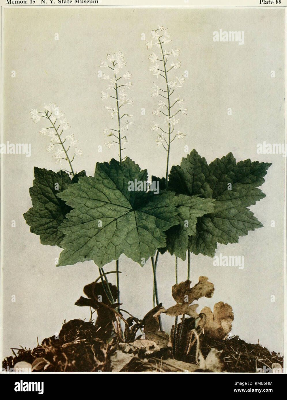 . Annual report. New York State Museum; Science -- New York (State); Plants -- New York (State); Animals -- New York (State). WILD FLOWERS OF NEW YORK Memoir 15 N. Y. State Museum Plate. foamflower; false miterwort Tiarella cordifolia. Please note that these images are extracted from scanned page images that may have been digitally enhanced for readability - coloration and appearance of these illustrations may not perfectly resemble the original work.. New York State Museum; University of the State of New York. Albany, N. Y. : University of the State of New York Stock Photo