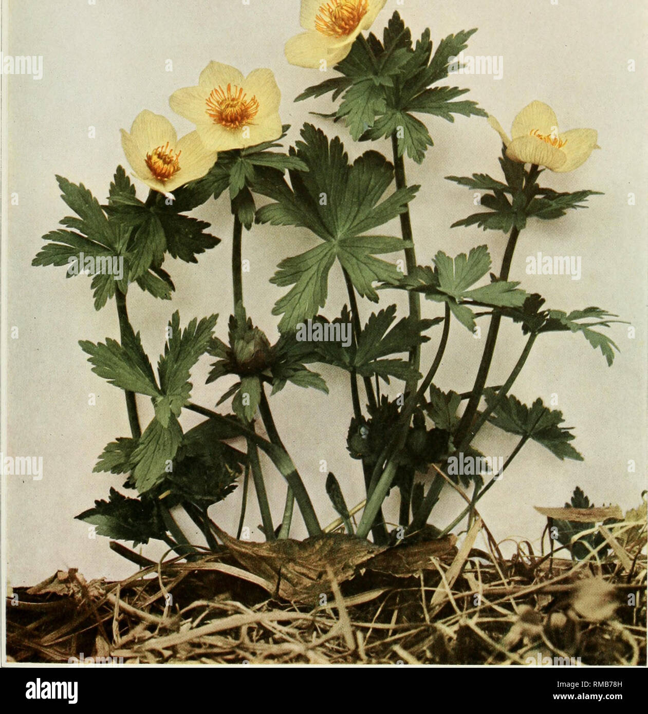 . Annual report. New York State Museum; Science -- New York (State); Plants -- New York (State); Animals -- New York (State). WILD FLOWERS OF NEW YORK Memoir 15 N. Y. State Museum Plate 61 ^d /. AMERICAN GLOBEFLOWER Trollius lax us. Please note that these images are extracted from scanned page images that may have been digitally enhanced for readability - coloration and appearance of these illustrations may not perfectly resemble the original work.. New York State Museum; University of the State of New York. Albany, N. Y. : University of the State of New York Stock Photo