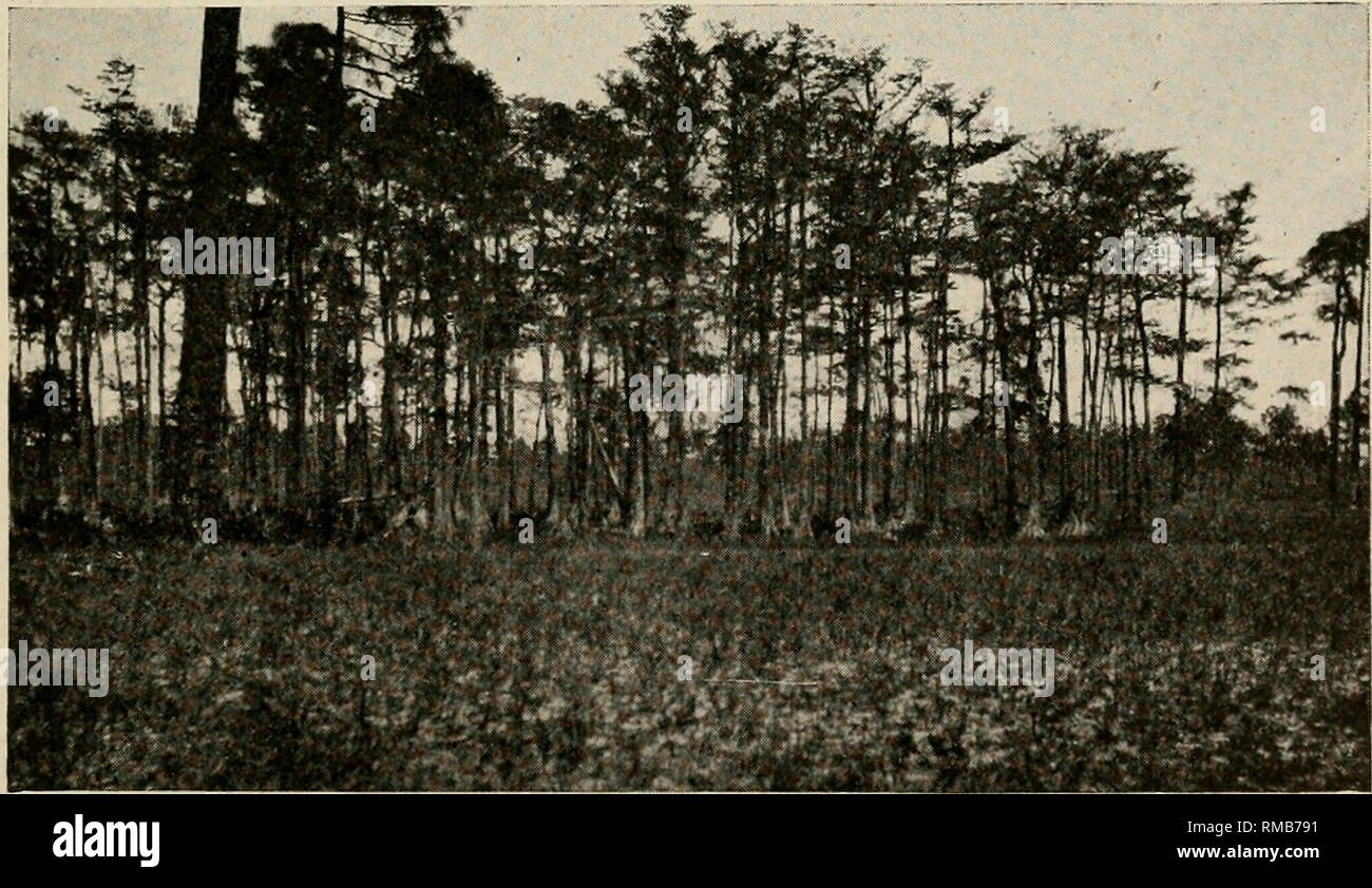. Annual report. Florida Geological Survey; Geology -- Florida. Fig. 22. Open flatwoods with pines mostly Pinus Caribaea (slash pine), about two miles west of Odessa, Pasco County. April 18, 1909.. Fig. 24. Cypress pond with no pines and very few shrubs, in flatwoods about half way between Drexel and Odessa, Pasco County. April 18, 1909.. Please note that these images are extracted from scanned page images that may have been digitally enhanced for readability - coloration and appearance of these illustrations may not perfectly resemble the original work.. Florida Geological Survey. Tallahassee Stock Photo