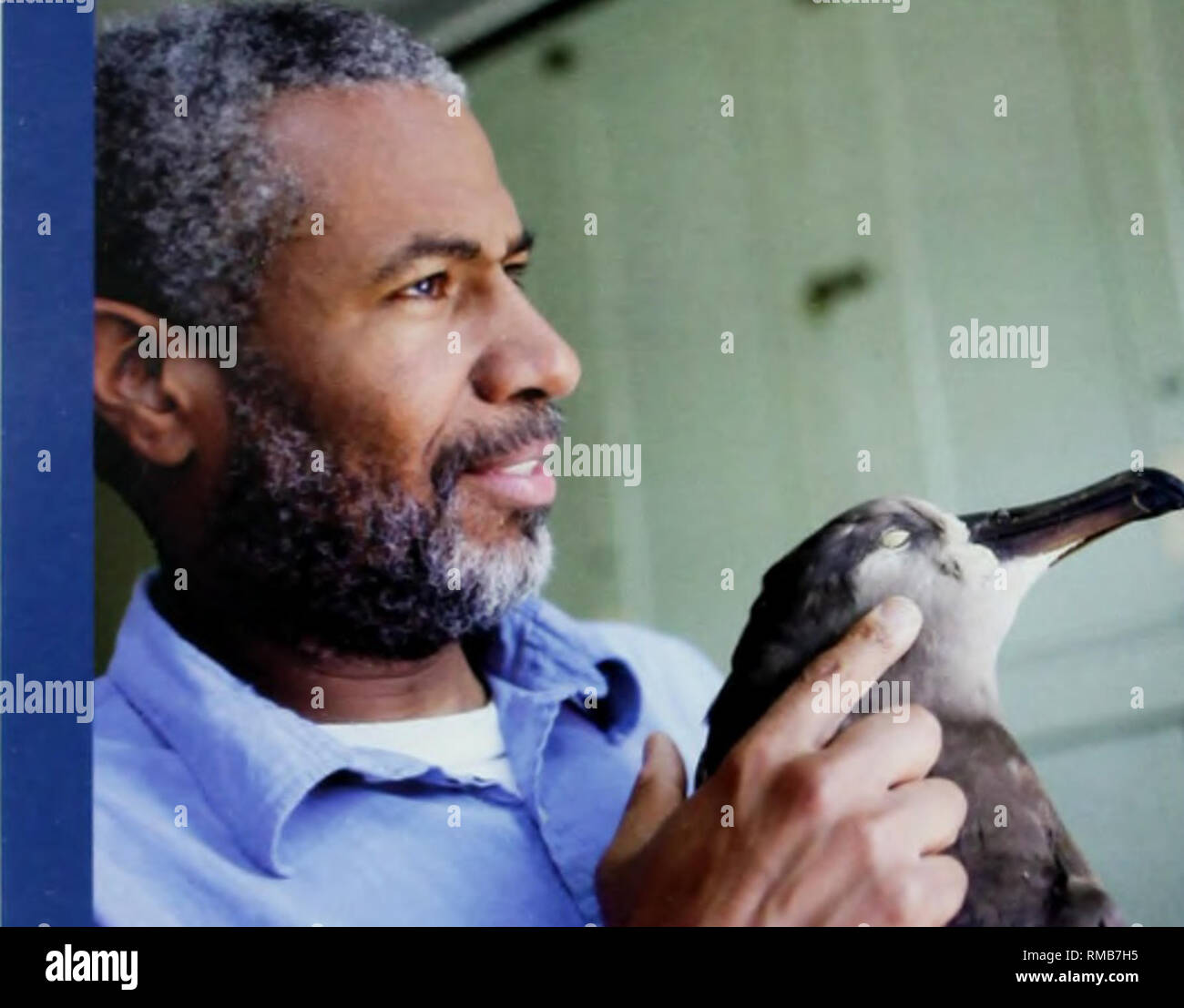 . Annual report. Harvard University. Museum of Comparative Zoology. Scott V. Edwards Professor of Organismic and Evolutionary Biology Alexander Agassiz Professor of Zoology Curator of Ornithology Prof. Edwards' research focuses on the evolutionary biology of birds and relatives, combining field, museunn and genomics approaches to understand the basis of avian diversity, evolution and behavior. Andrew A. Biewener Charles P. Lynuni Professor of Biology Director, Concord Field Station Prof. Biewener's research focuses on understanding the biomechanics, neiiromiisciilar contr ol and energetics of  Stock Photo