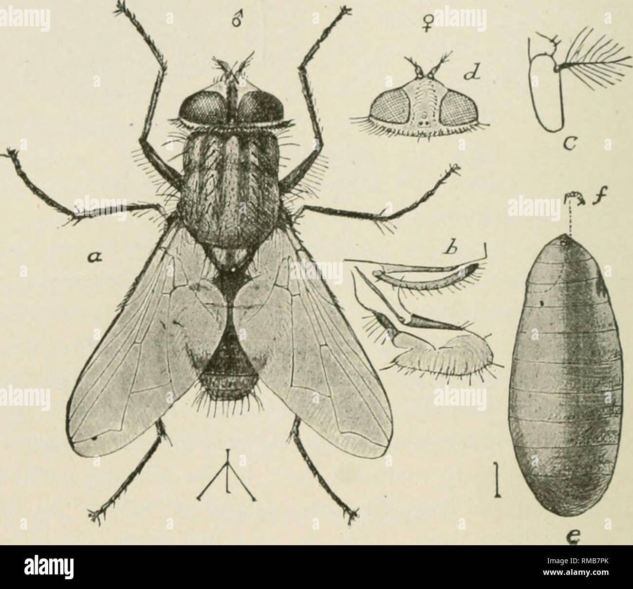 Skriv en rapport Specialitet Mona Lisa Annual report. New York State Museum; Science -- New York (State); Plants  -- New York (State); Animals -- New York (State). 24 Ni:V YORK STATH MUSKUM  The typhoid or house fly