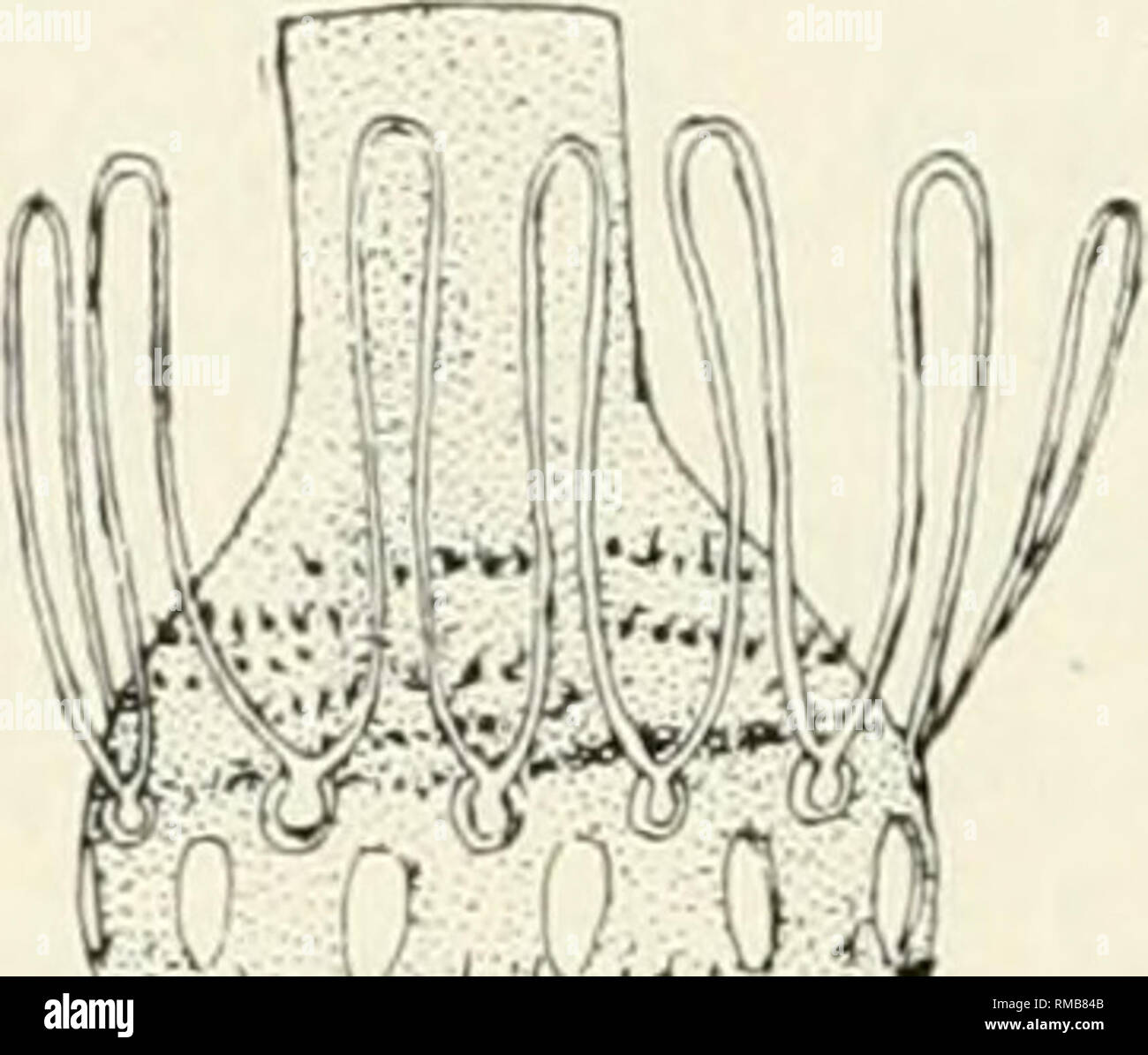 . Annual report. New York State Museum; Science -- New York (State ...
