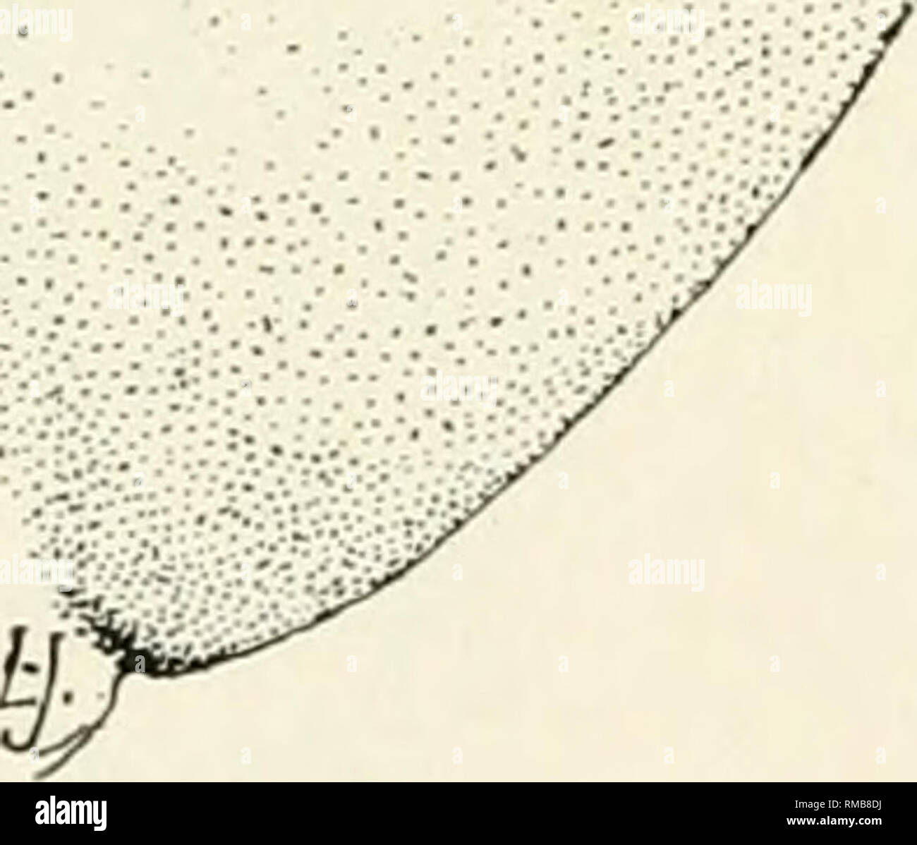 . Annual report. New York State Museum; Science -- New York (State); Plants -- New York (State); Animals -- New York (State). Fig. 18 Toxomyia rubida, tip of abdomen and ovipositor of female (enlarged, original) that the basal portion of the stem on the flagellate segments rarely has a length equal to its diameter. The enlargements are relative^ large, subglogose, and the circumfili rather short, stout and uniform. The female has relatively narrow wings, with a length about twice the width and almost subsessile antennal segments, the stem of the fifth being about one-fourth the length of the b Stock Photo