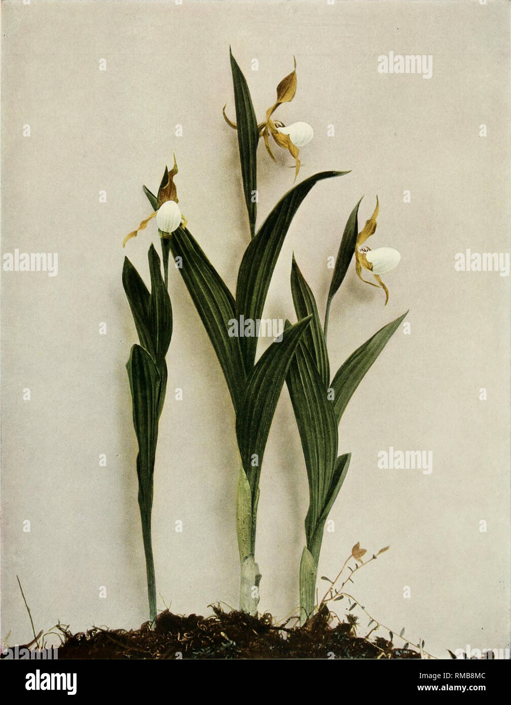 . Annual report. New York State Museum; Science -- New York (State); Plants -- New York (State); Animals -- New York (State). WILD FLOWERS OF NEW YORK Memoir 15 N. Y. State Museum Plate 29. SMALL WHITE LADY S-SLIPPER Cypripedium candidum. Please note that these images are extracted from scanned page images that may have been digitally enhanced for readability - coloration and appearance of these illustrations may not perfectly resemble the original work.. New York State Museum; University of the State of New York. Albany, N. Y. : University of the State of New York Stock Photo