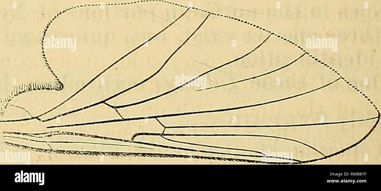 . Annual report. 1st-12th, 1867-1878. Geology. 564 GEOLOGICAL SURVEY OF THE TERRITORIES. Sericomyia militarise Walk. (Colorado Mountains); the same insect occurs frequently in Canada and also in the White Mountains. Helophilus bilineatus, Curtis (Twin Lakes), first described from speci- mens brought back by Captain Eoss from his polar cruise. I possess it also from Labrador. Helophilus, n. sp.f (South Park, Colorado), which I also received from Fort Resolution, on Mackenzie Eiver, and from other parts of the British possessions. Chrysotoxum derivation, Walk., (Colorado Mountains), described by Stock Photo