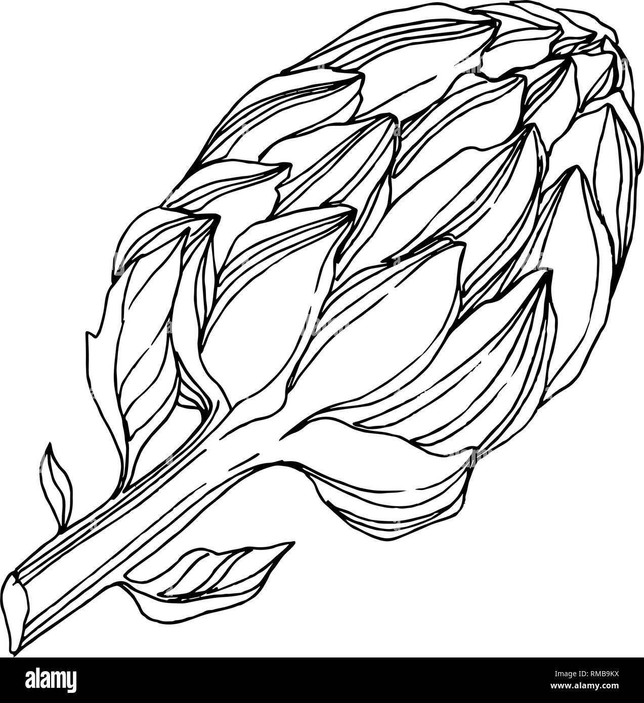 Vector Jungle botanical succulent flower. Black and white engraved ink