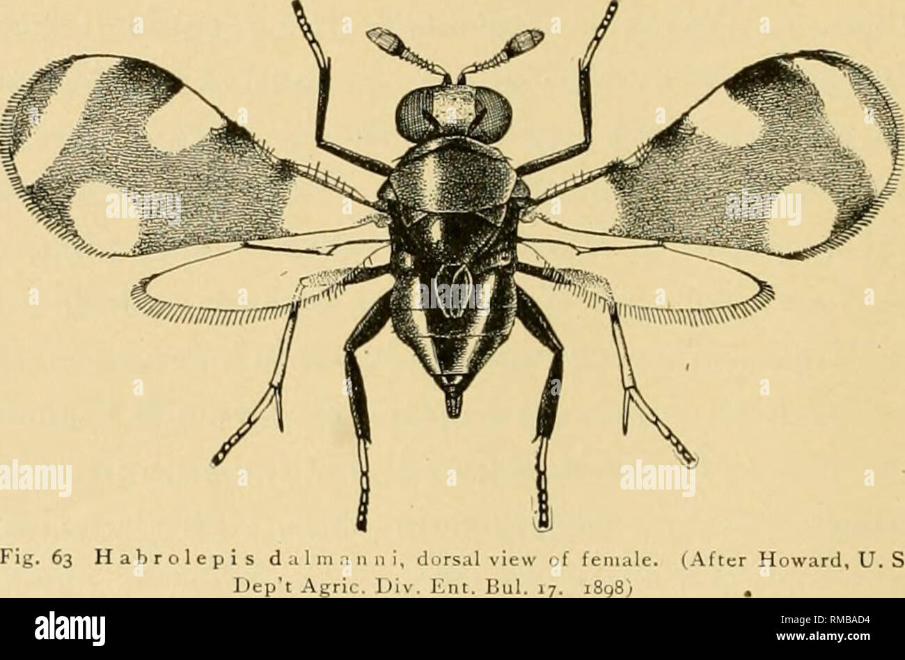 . Annual report. New York State Museum; Science. 330 NEW YORK STATE MUSEUM occurring rather widely on tlie English oak. This species was first reported from New York State by Professor Lowe who found the insect in 1894 very abundant on oaks at Geneva. He states that the species was present in great numbers and that two trees at the northern end of the row were nearly leafless and apparently dying. They were badly infested with the scales from the highest branches to nearly the base of the trunk, and the next two trees were apparently succumbing to the pest, since most of the lower limbs had no Stock Photo
