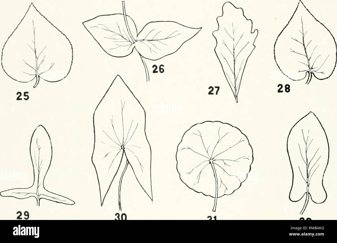 . Annual report. New York State Museum; Science -- New York (State); Plants -- New York (State); Animals -- New York (State). J , NEW YORK STATE MUSEUM Mucronate; when the apex is terminated by a short blunt tip (figure 23)- Cuspidate; when the tip of the blade is hard and stiff (figure 24J. Terms applied to the base of the leaf: The temis truncate, acuminate, acute, obtuse (defined above) may also be applied to the sliape of the base of the leaf blade, in addition to the following:. 30 31 32 Cordate; heart-shaped (figure 25). Cuneate, or wedge-shaped; when the sides of the leaf blade taper to Stock Photo