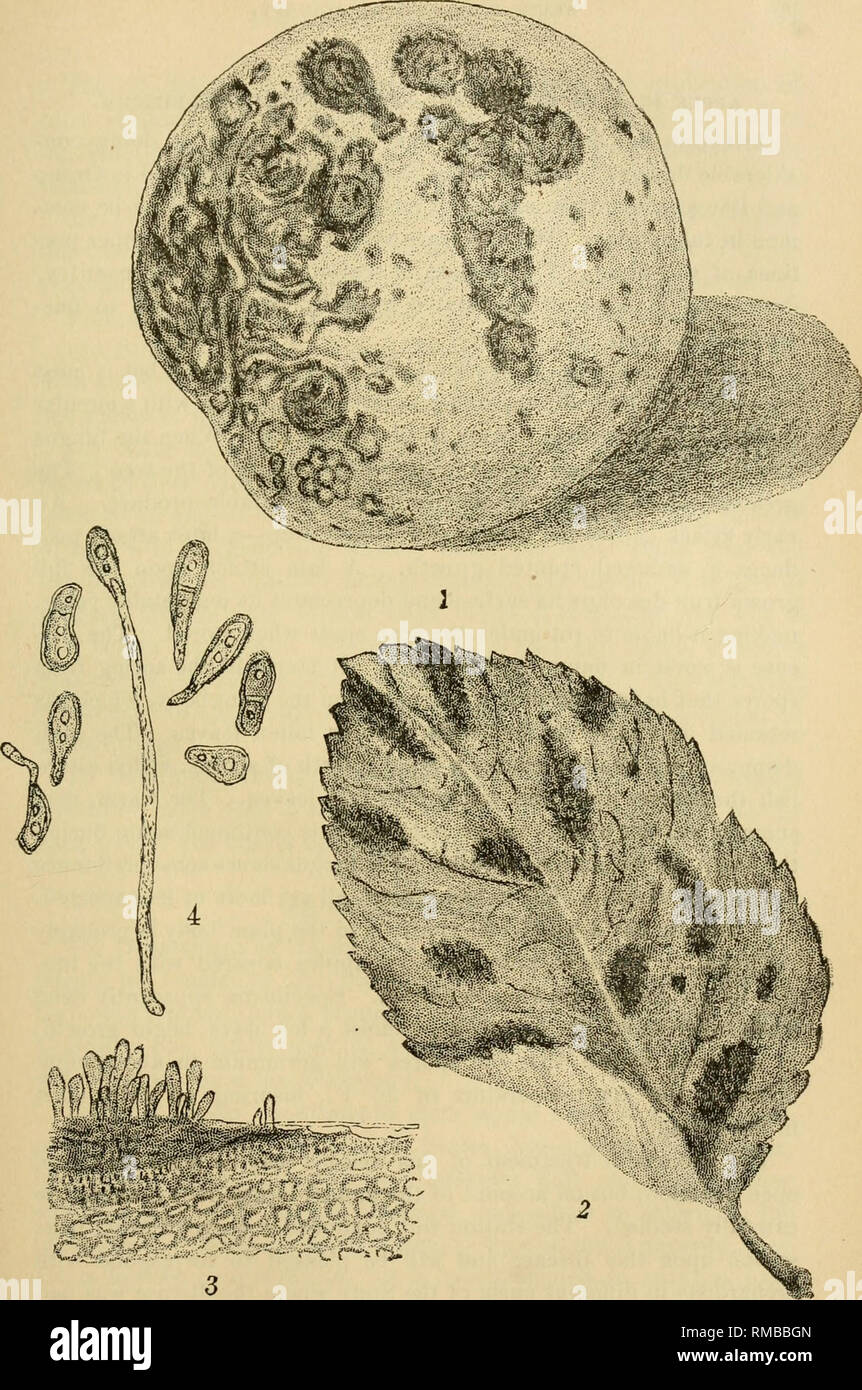 . Annual report. Fruit-culture. 3 Apple Scab Fus{cladi'um dendriticum]. Tliif plate was drawn in crayon stipple by Miss Hannah Lord, Orono, Me., from the colored plate by George Marx (U. S. Agr. Kept., 1887, PI. II). Fig. 1. Apple showing the scab. Fig. 2. Apple leaf showing the scab. Fig. 3. Section through a portion of a scab spot on the fruit, showing the growth ol the fungus, greatly magnified. Fig. 4. Spores of the fungus greatly magnified, four of them germinating.. Please note that these images are extracted from scanned page images that may have been digitally enhanced for readability Stock Photo