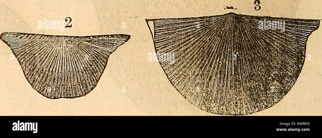 . Annual report of the regents of the university of the state of New York on the condition of the State Cabinet of Natural History and the historical and antiquarian collection annexed thereto. Science. Chonetes hemispherica. Chonetes AECUATA (n.s.). Pal.N.Y. Vol.iv. Shell semicircular, greatest width being along the hinge-line, which terminates in short, slightly depressed, triangular ears, extending a little beyond the body of the shell : dorsal valve profoundly concave, corresponding very nearly with the curva- ture of the opposite valve : ventral valve ventricose, forming an elevated arch  Stock Photo