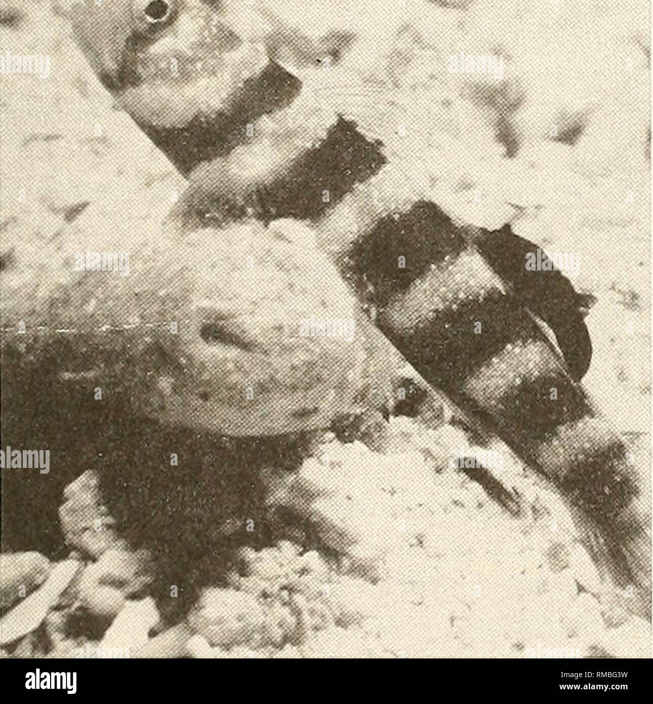 . Annual report - Western Society of Malacologists. Mollusks; Mollusks. Figure 2. Close-up photograph of the nudibranch Gymno- doris nigricolor attached to dorsal spine of the datehaze goby. Photo by R. Bolland. Literature Cited Williams, Ernest H., Jr., and Lucy Bunkley Williams. 1986. The first association of an adult moUusk (Nudibranchia: Dorididae) and a fish (Perciformes: Gobiidae). Venus 45 (3): 210-211.. Figure 1. Datehaze goby fish, Amblyeleotris japonica, with symbiotic nudibranch. Photo by R. Bolland. NORTHEAST PACIFIC MACTRIDAE COMPRISE SIX SUPRASPECIFIC TAXA, NONE OF THEM MACTRA OR Stock Photo