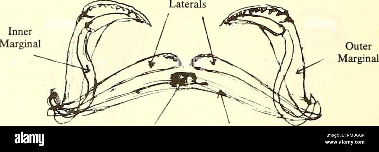 . Annual report - Western Society of Malacologists. Mollusks; Mollusks ...